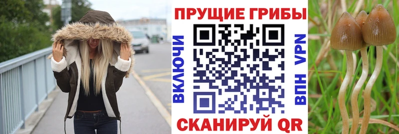 что такое наркотик  Киржач  МЕГА зеркало  Галлюциногенные грибы GOLDEN TEACHER 